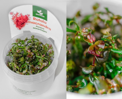 Ротала Макрандра (меристемное растение),d 6,5 см